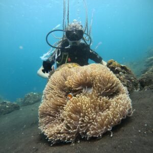 diving 3